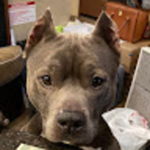 Meet your Posher, Freddy